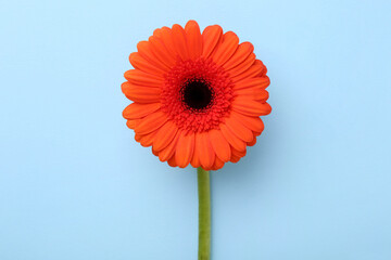 Wall Mural - Beautiful orange gerbera flower on light blue background, top view