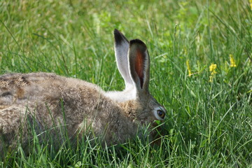 Rabbit with brown fur eating in grazing grass field