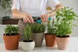© New Africa - Woman pruning potted herbs with secateurs at white table, closeup