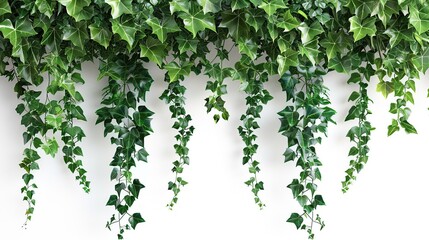 Poster - Green Ivy Vines Hanging on White Wall