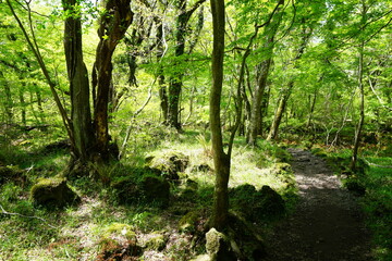 Wall Mural - spring forest footpath in the gleaming sunlight