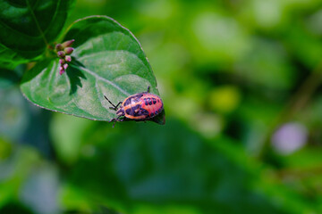 Photograph of Perillus Bioculatus type bed bug on a leaf. Background of beautiful and exotic animals in the wild. Animal Wildlife. Animal Macros. Fauna Photography. Macro Concept