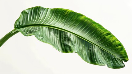 Poster - Single Green Leaf Against White Background