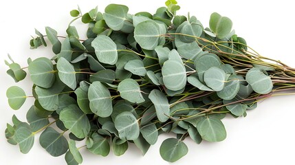 Poster - Fresh Eucalyptus Sprigs