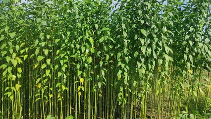 green jute plantation field. raw jute plant landscape view