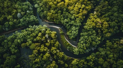 Sticker - A breathtaking aerial shot of a winding river cutting through a dense forest, showcasing the beauty of nature from above