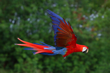 Wall Mural - Colorful Scarlet Macaw parrot flying in the forest. Free flying bird