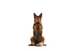 © Ameer - Back view of a dog isolated on white background in PNG format for transparent background applications