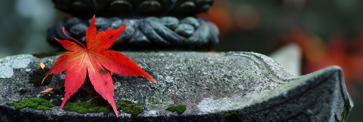 Wall Mural - Autumn Beauty in Japan: Red Maple Leaf Falling Near Stone Lantern