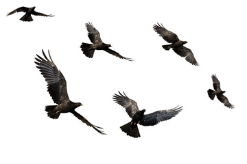 Flock of birds in flight on transparent background for easy decorating projects, PNG style with white background