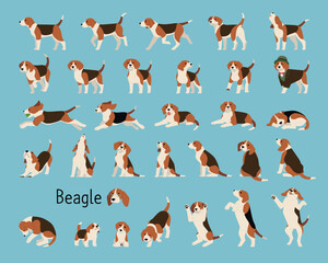 Wall Mural - a collection of lively beagles. flat vector illustration.