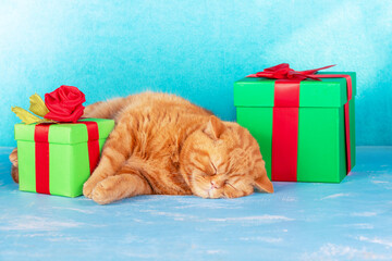 a cute red kitten lies near two gift boxes tied with a red ribbon