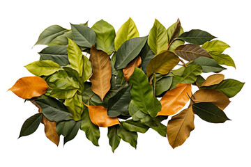 Wall Mural - High-resolution leaves pile top view PNG with transparent background for creative design projects, nature-themed illustrations, and seasonal graphics