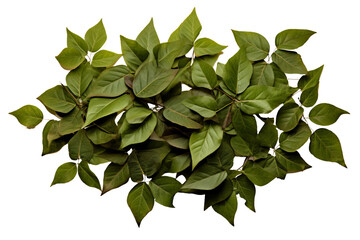 Wall Mural - High-resolution leaves pile top view PNG with transparent background for creative design projects, nature-themed illustrations, and seasonal graphics