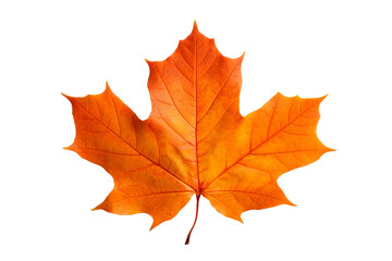 Wall Mural - maple autumn leaf png illustration with transparent background, perfect for seasonal designs, fall-t