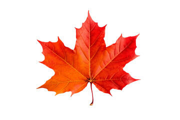 Wall Mural - maple autumn leaf png illustration with transparent background, perfect for seasonal designs, fall-t