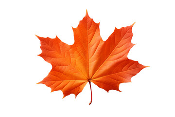 Wall Mural - Maple autumn leaf PNG style with transparent background for seasonal design projects, fall decorations, nature-themed illustrations, and digital artwork