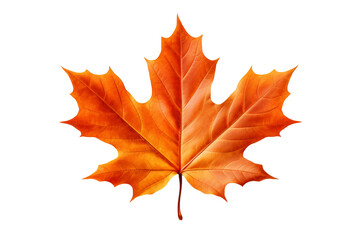 Wall Mural - Maple autumn leaf PNG style with transparent background for seasonal design projects, fall decorations, nature-themed illustrations, and digital artwork