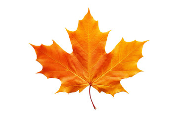 Wall Mural - Maple autumn leaf PNG style with transparent background for seasonal design projects, fall decorations, nature-themed illustrations, and digital artwork