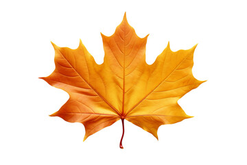 Wall Mural - Maple autumn leaf PNG style with transparent background for seasonal design projects, fall decorations, nature-themed illustrations, and digital artwork