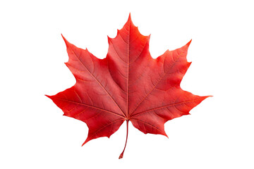 Wall Mural - maple leaf png image with transparent background for seasonal designs, nature illustrations, and aut
