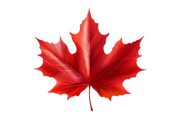 Wall Mural - maple leaf png image with transparent background for seasonal designs, nature illustrations, and aut