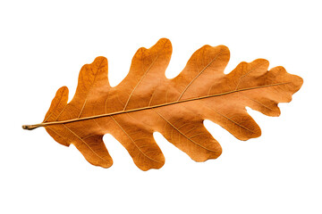 Wall Mural - Oak leaf illustration in PNG style with transparent background for design and craft projects