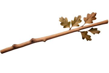 Wall Mural - Oak stick with green leaves isolated on transparent background, high-quality PNG image of natural wood and foliage for botanical designs and eco-friendly projects