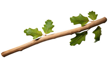 Wall Mural - Oak stick with green leaves isolated on transparent background, high-quality PNG image of natural wood and foliage for botanical designs and eco-friendly projects