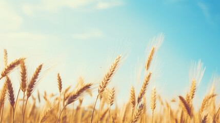 Sticker - Golden Wheat Field Against Blue Sky