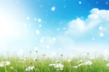 Wall Mural - Spring Awakening: Daisy Meadow Under Blue Sky