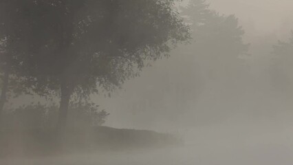 Wall Mural - Lake's coast with trees in thick morning fog, the Soderica Lake in Croatia