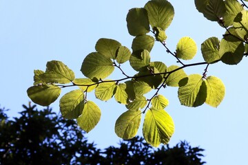 Wall Mural - green leaves of Hamamelis vernalis tree at spring