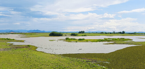 Wall Mural - green grass wetland at countryside