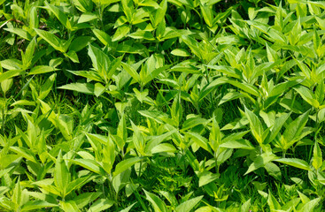 Canvas Print - Green leaves on the bushes as a background