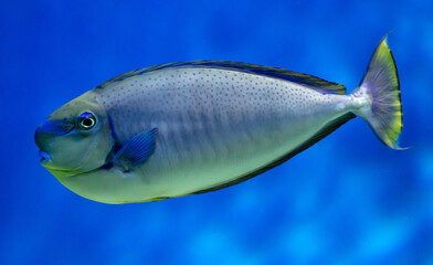 Canvas Print - Tropical fish swimming in the aquarium. Beautiful colorful fishes in the aquarium