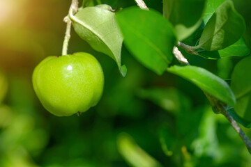 Wall Mural - thailand green acerola cherry. select focus, soft focus, high vitamin, green acerola cherry.