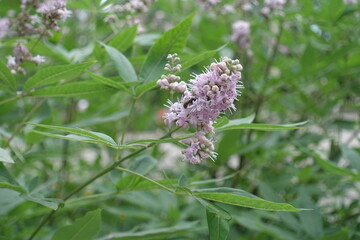 Wall Mural - Insect pollinating pink flowers of Vitex agnus-castus in August