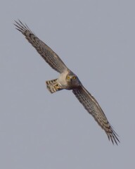 eurasian sparrowhawk (accipiter nisus). a frequent visitor to wooded areas, fields and gardens. foun