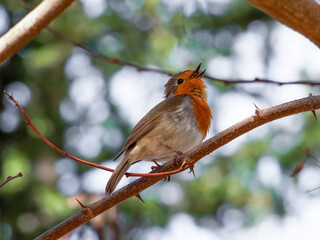 robin on a branch. robin in the snow