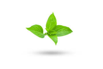 Wall Mural - Flying fresh basil isolated on white background , clipping path.