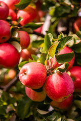 Wall Mural - Close-Up of Fresh Ripe Red Apples on Tree Branch in Orchard - Vibrant Autumn Harvest in Sunlit Garden with Green Leaves