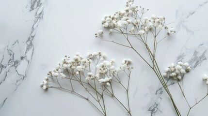 Poster - Close up of four withered Gypsophila flowers on marble surface with space for text