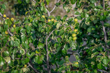 Wall Mural - Pear fruits on a branch. A branch of ripe pears in close-up in the summer garden. Ripening of young pear fruits on a sunny summer day in the garden. The formation of a fruit harvest on the branches.