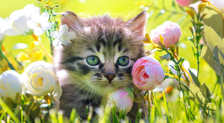 Wall Mural - Little kitten sitting on the grass with flowers in the  summer garden