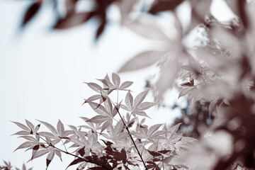 Leaves tree sky background cover sepia blue
