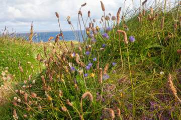 Sticker - flowers in the grass