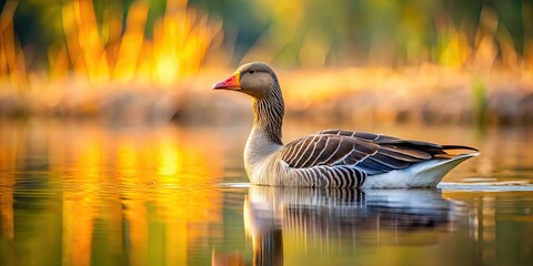 Canvas Print - Graugans floating on the water in a serene lake , graugans, geese, waterfowl, wildlife, birds, peaceful, nature, reflection, tranquil