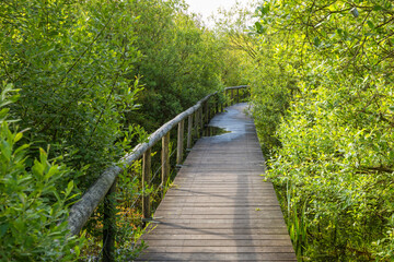 Wall Mural - Wooden footpath through nature reserve at Sint maartenszee, Noord-Holland, The Netherlands