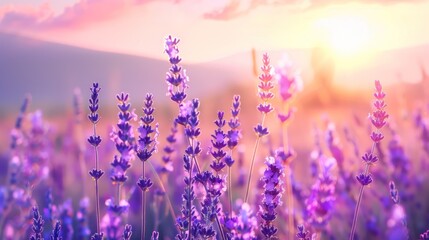 Sticker - Lavender Field at Sunset